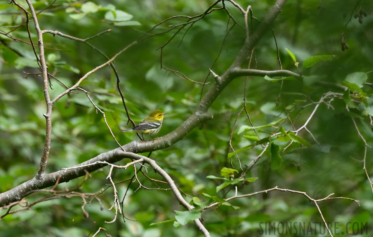 Setophaga virens [400 mm, 1/640 sec at f / 7.1, ISO 2500]